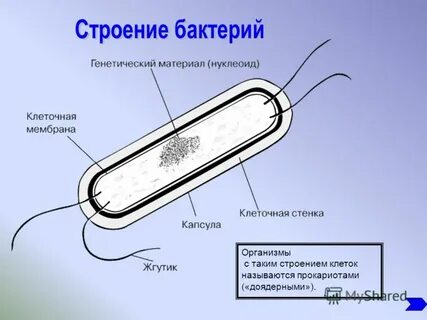 Клетки бактерий называют