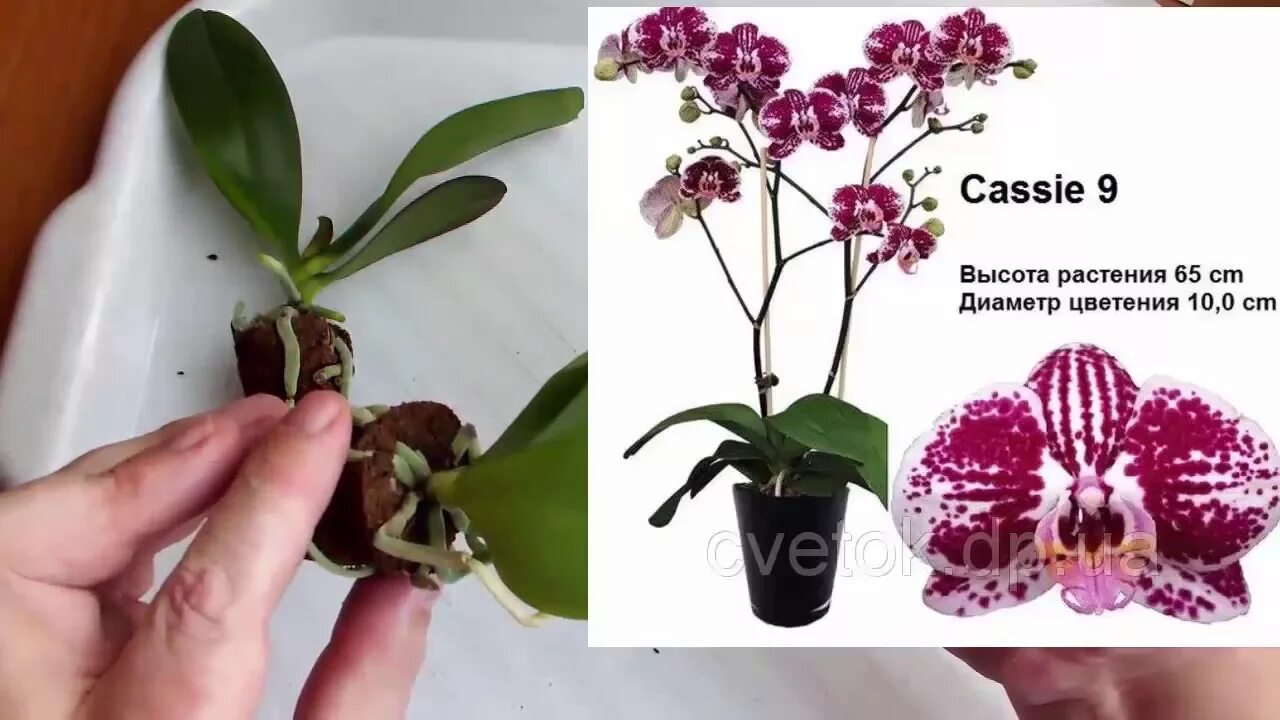 Как отличить орхидею. Фаленопсис сорт Касси. Орхидея Phalaenopsis Levante. Орхидея фаленопсис детка. Фаленопсис VG.