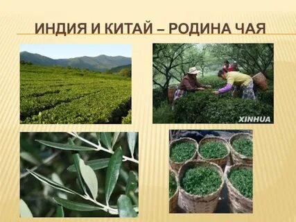 Родиной чая считается