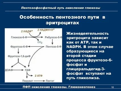 Окисление надф фаза