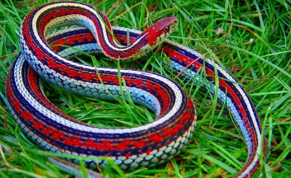 Краснобрюхий полоз. Красивее уж. Калифорнийская подвязочная змея уж. ). Змея гадюка болотная.