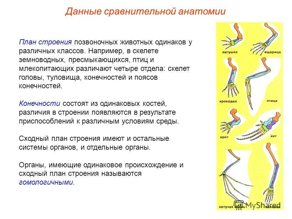 птицы и рептилии сходства и различия. различие скелета птиц и пресмыкающихся. опорно двигательная система птиц мускулатура. сходство строения млекопитающих и пресмыкающихся. археоптерикс эволюция птиц.
