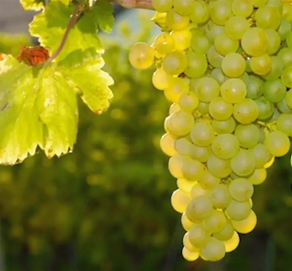 Шенен блан сорт винограда. Шенен блан виноград. ramita sauvignon blanc белый виноград.