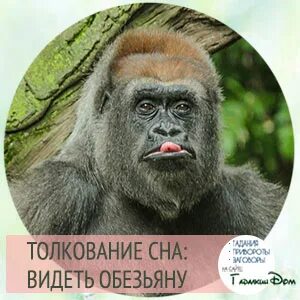 Толкование снов обезьяна
