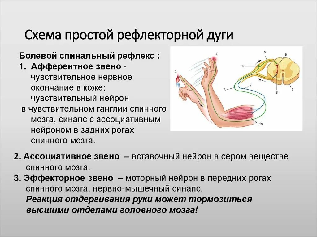 3 Звена рефлекторной дуги. Двухнейронная рефлекторная дуга коленного рефлекса. 5 Этапов рефлекторной дуги. Схема рефлекторной дуги коленного рефлекса. Рефлекторная дуга коленного рефлекса человека последовательность