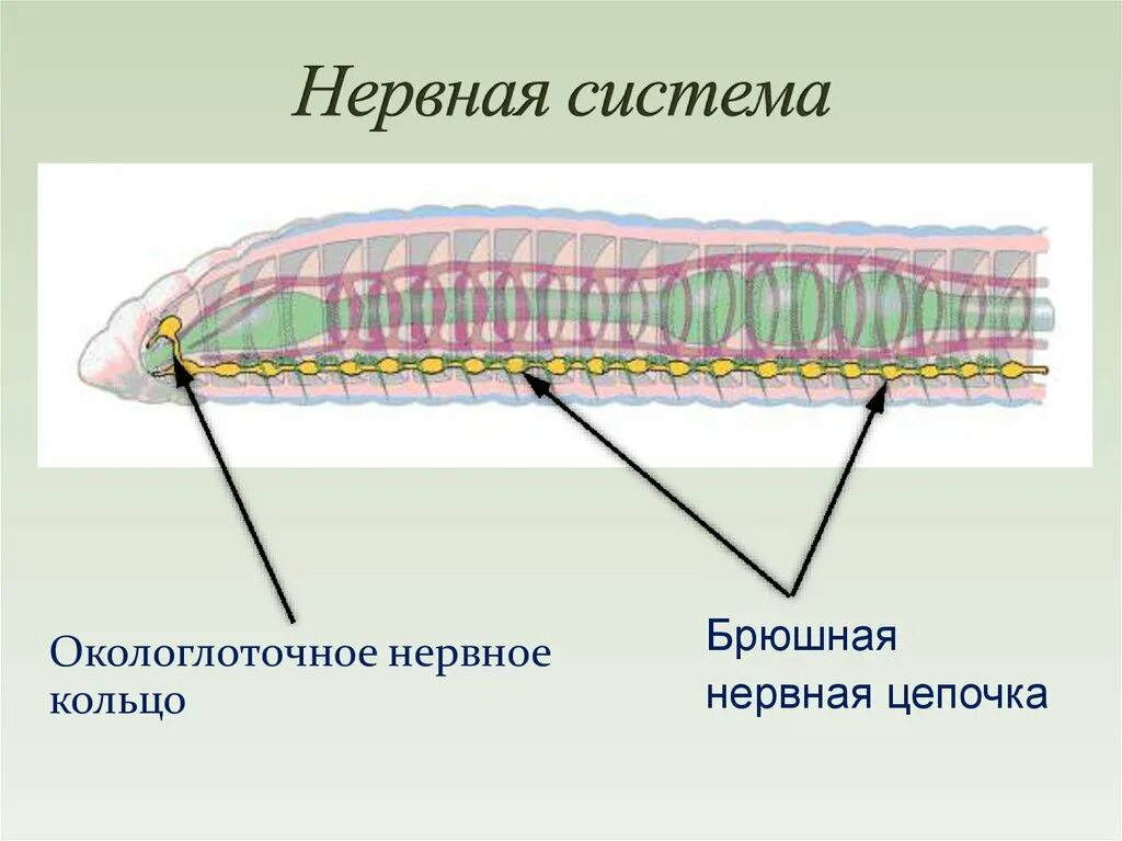 Представители трубчатой нервной системы. Выделительная система круглых червей. Кольчатые черви нервная система окологлоточное кольцо. Нервная система кольчатых. Окологлоточное нервное кольцо у круглых червей.