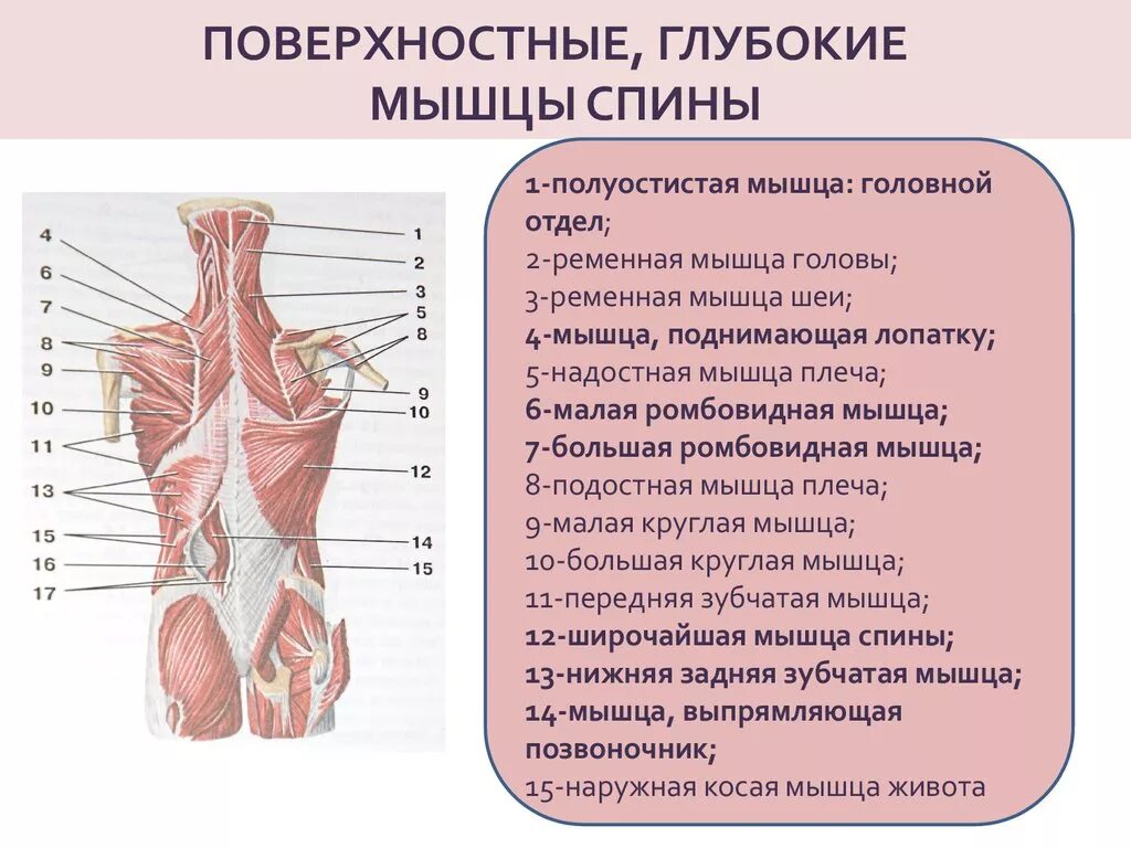 Глубокие спинные