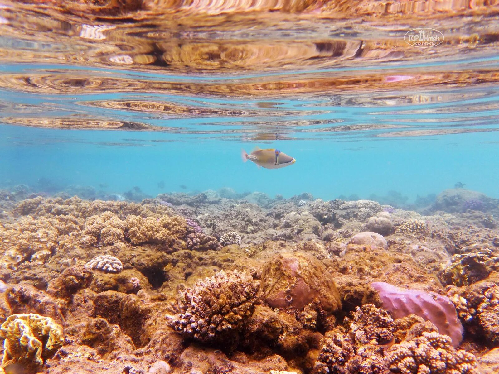 Вода в шарме сегодня. Шарм-Эль-Шейх море. Египет море Шарм-Эль-Шейх. Шармаль Шейх море.