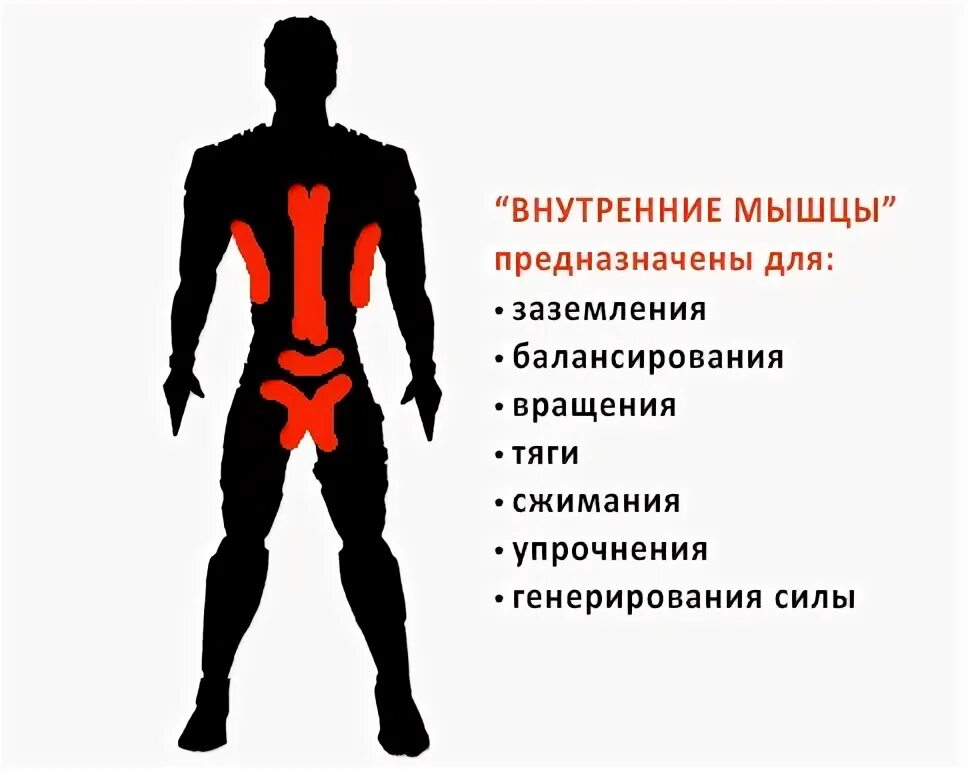 Мышцы работающие при ударе. Мышцы для удара. какие мышцы работают в боксе. удар рукой мышцы.