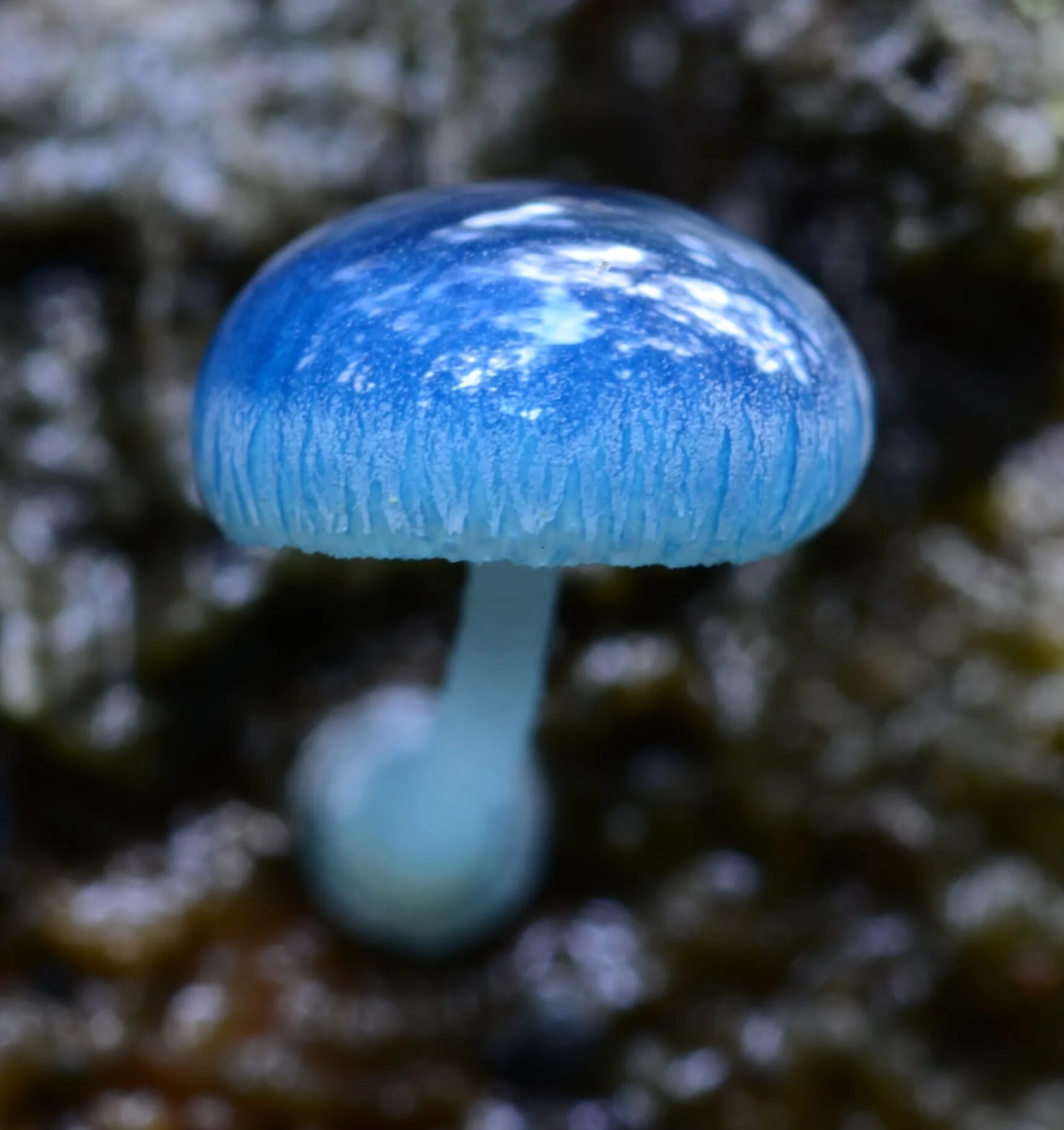 Живой синий гриб. Гриб Mycena interrupta. Голубая Мицена. Гриб строфария сине зеленая. Гриб Энтолома голубая.