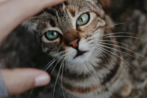 Там кота