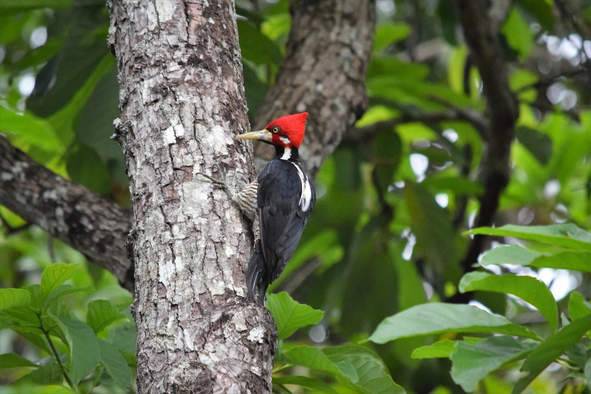 Дятел. Woodt Woodpecker. Почему у дятла нет сотрясения мозга. Инструмент музыкальный своими руками звук дятла.