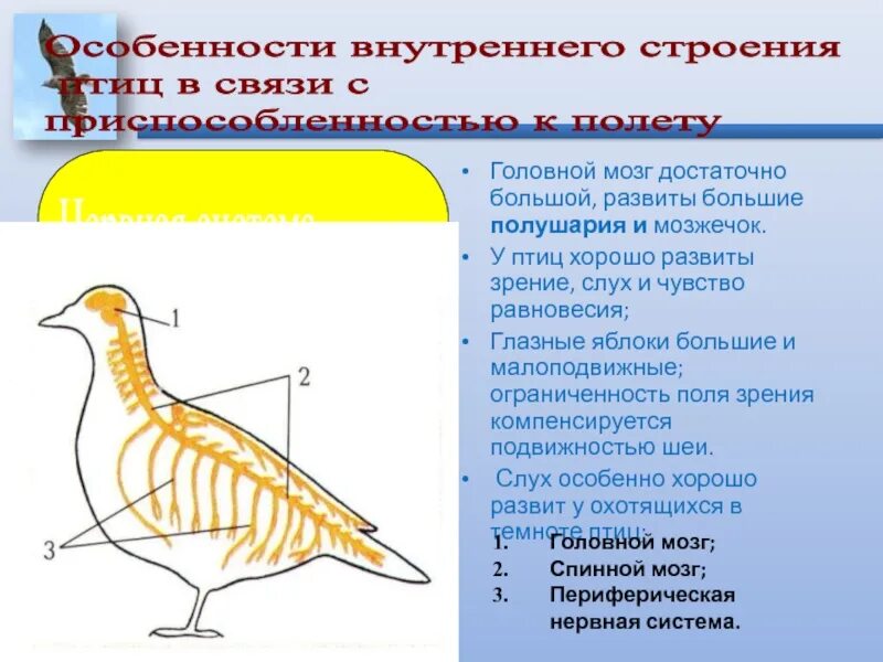 Укажите особенности внутреннего строения птиц. Мозжечок у птиц. Мозжечок у птиц развит. Строение мозга птиц. Большие полушария у птиц.