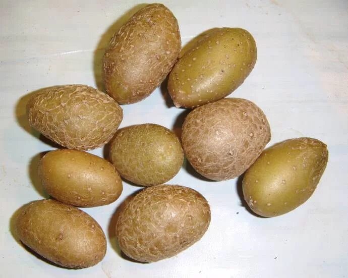 Картофель сорт киви. Картошка сорт киви. сорт картофеля ресурс. картофель сорт лабелла семенной.