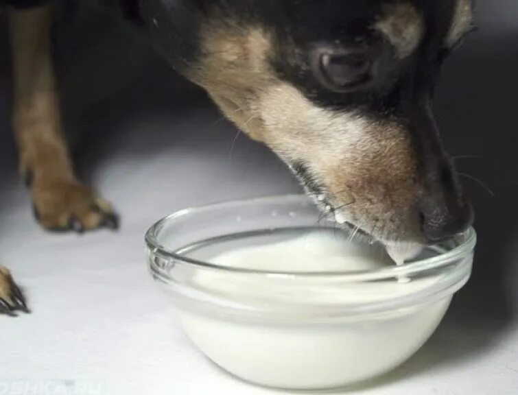 Щенки пьют молоко. Собачье молоко. Собака ест сметану. Собака пьет молоко. Собачка кефирчик.