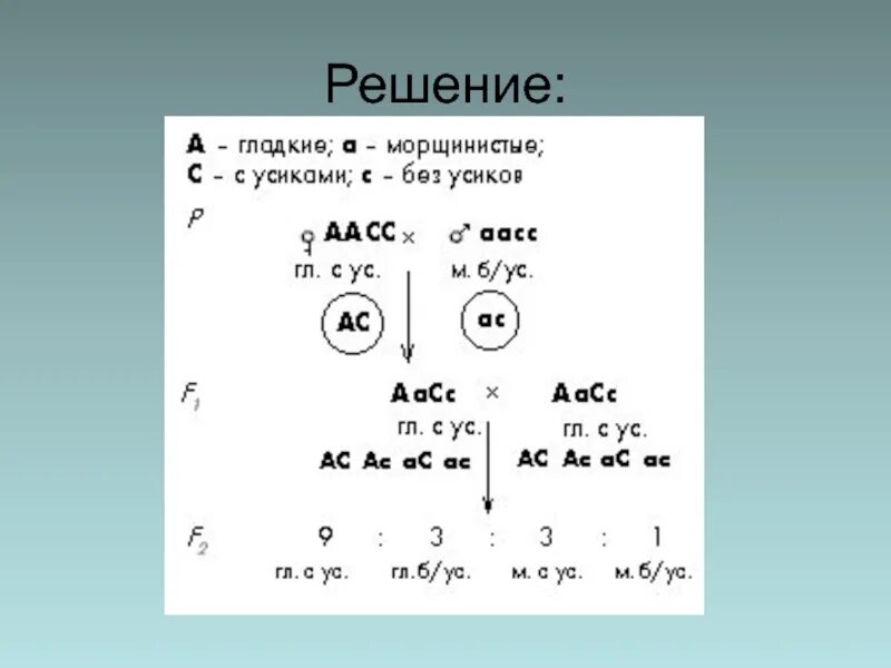 Гомозиготную по обоим признакам серую