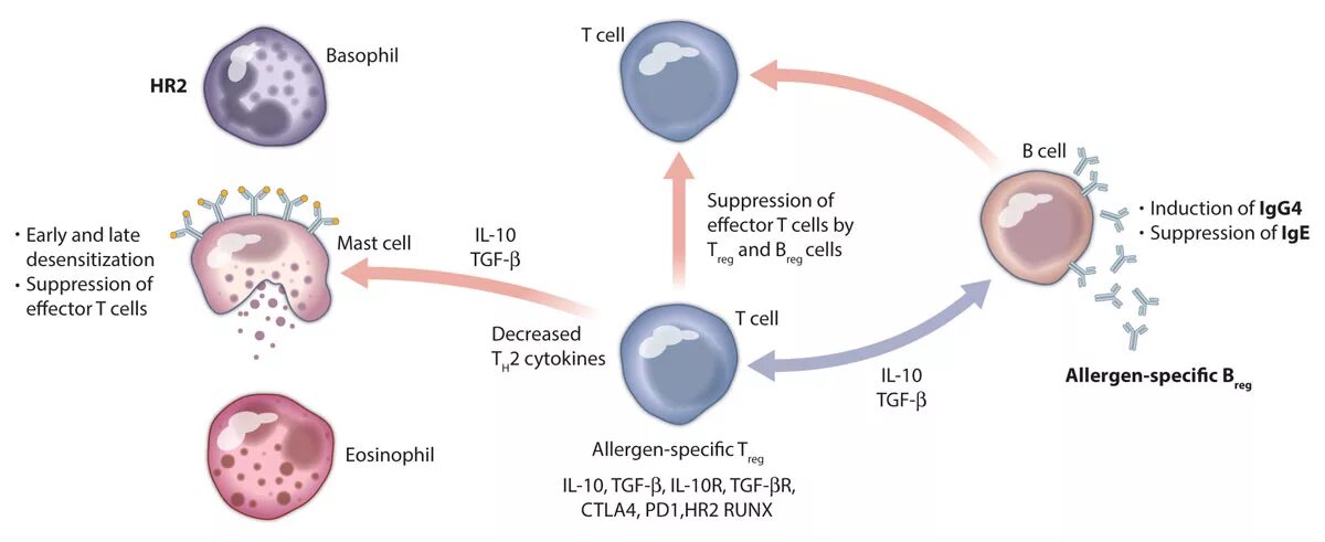 Иммунотерапия схематично для детей. Th1 th2 аллергия. Mechanisms of Allergen Immunotherapy. Иммунотерапия схематично для детей иммунитет защитники. Бцж терапия при раке