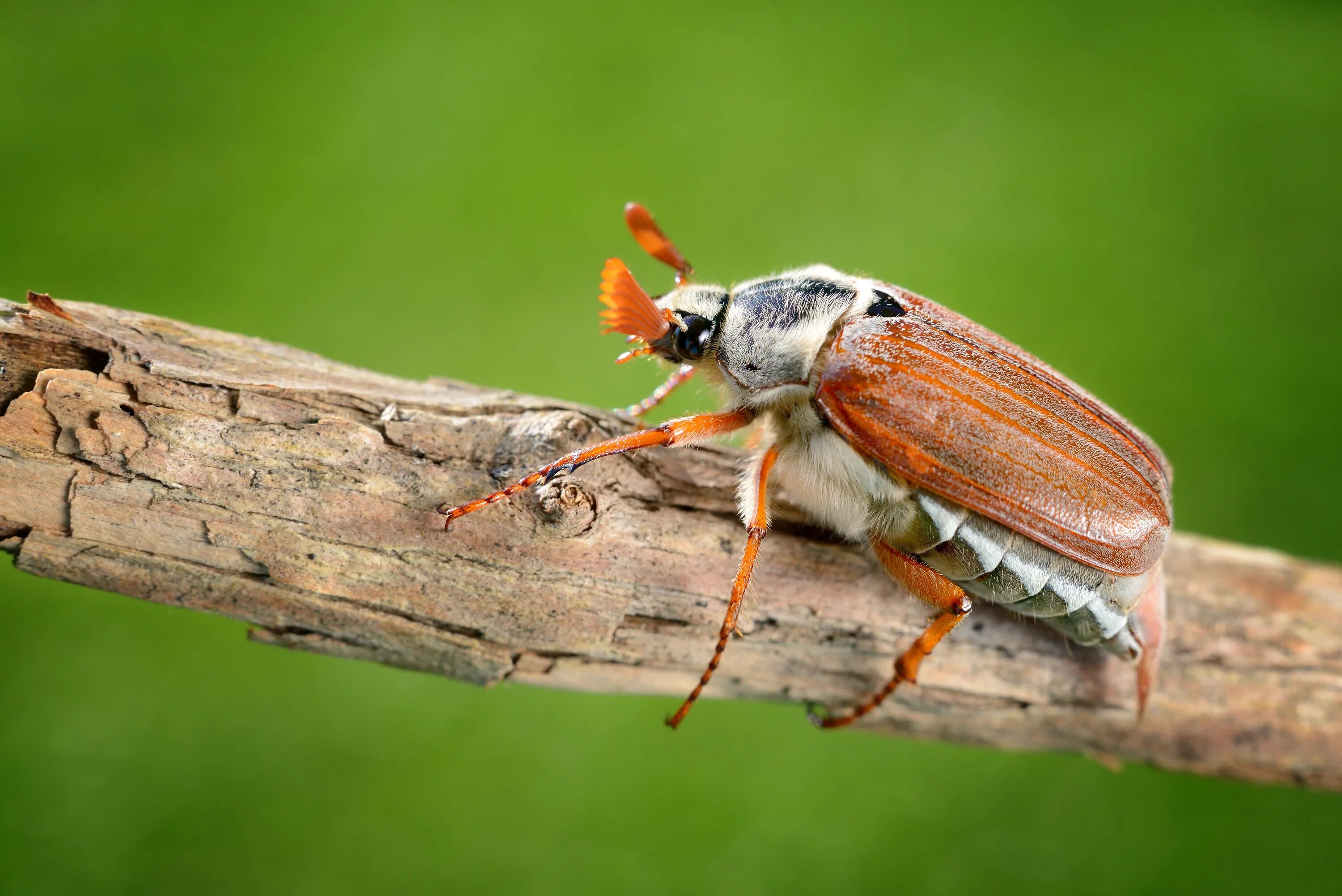 May bug