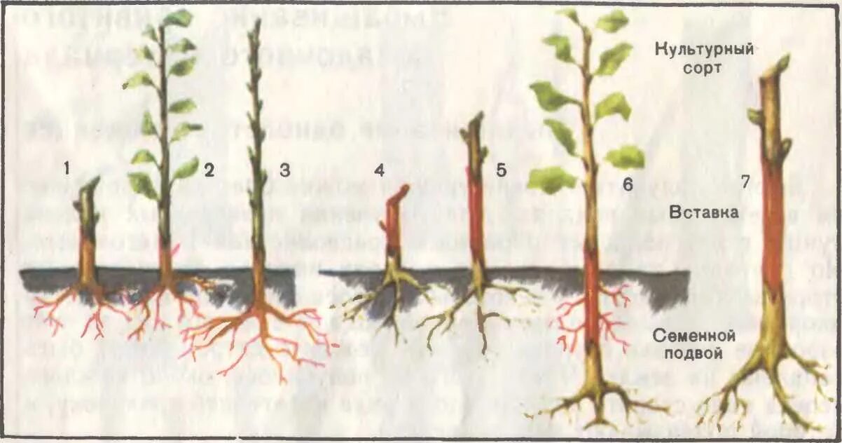 Клоновые подвои яблони. Прививка яблони подвой привой. Саженец яблони дички. Яблоня на семенном подвое прививка.
