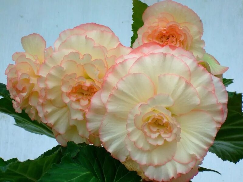 Бегония on top pink halo. Бегония ампельная illumination golden picotee. Цветок бегония клубневая. Бегония фимбриата оранж. Бегония грандифлора white.