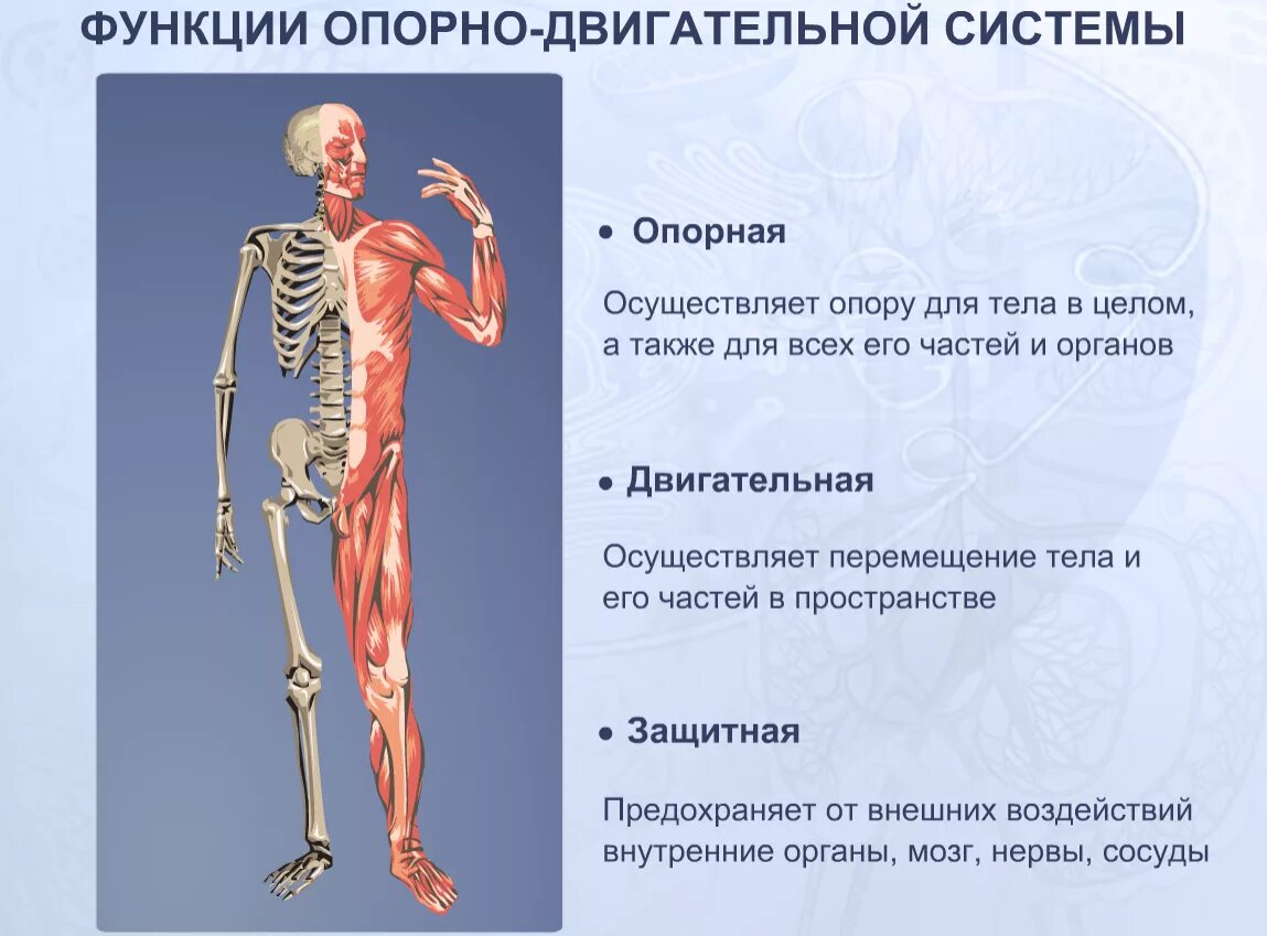 Функции физиологии человека. Опорно двигательная система скелет человека анатомия. особенности строения опорно-двигательной системы. анатомия ода опорно-двигательного аппарата. структурная часть опорно двигательной системы человека.