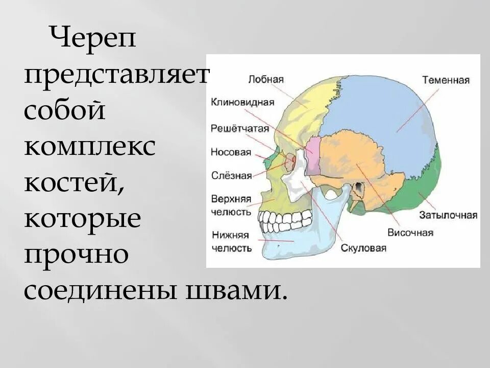 Кости мозгового отдела черепа. Мозговой отдел черепа решетчатая кость. Строение костей мозгового отдела черепа. Лицевйо ОТДЕЛОТДЕЛ черепа. Головной отдел черепа