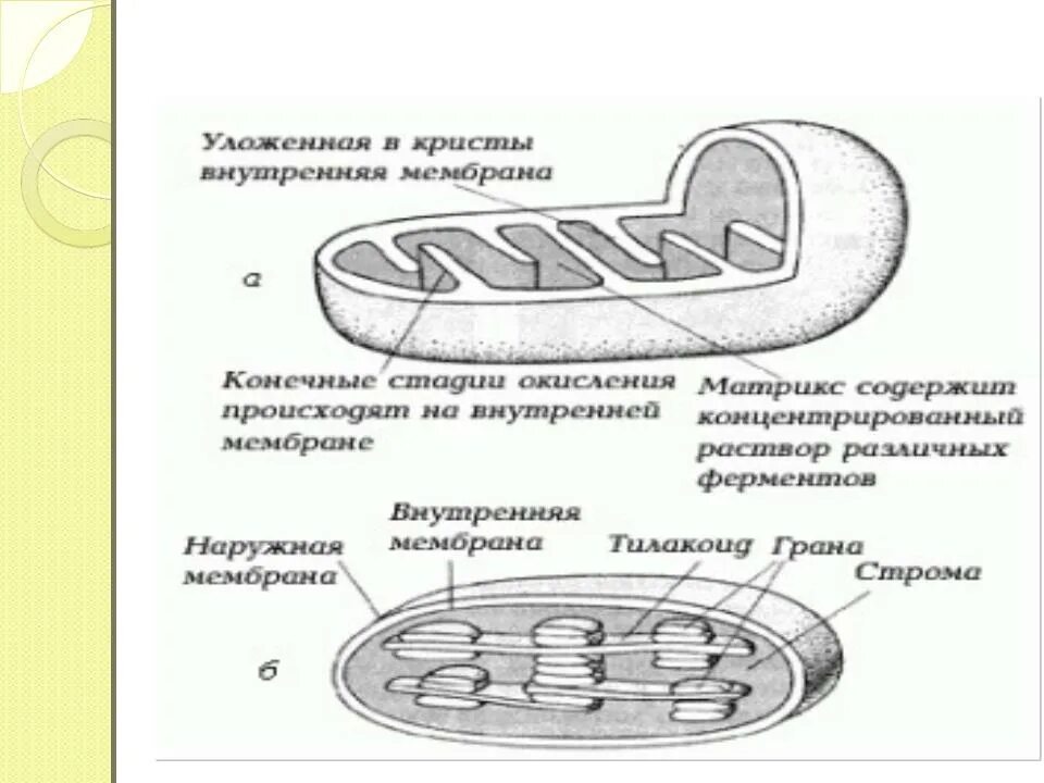 Строение митохондрии ЕГЭ. Митохондрия схема ЕГЭ. Схема строения митохондрии. Субмикроскопическое строение митохондрий. Записать строение митохондрии