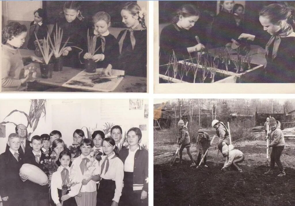 Первая станция юннатов в сокольниках. 15 июня день юннатов в россии. Юннаты в годы войны. Клуб юных натуралистов движение первых. 1918 год станция юные любители природы.