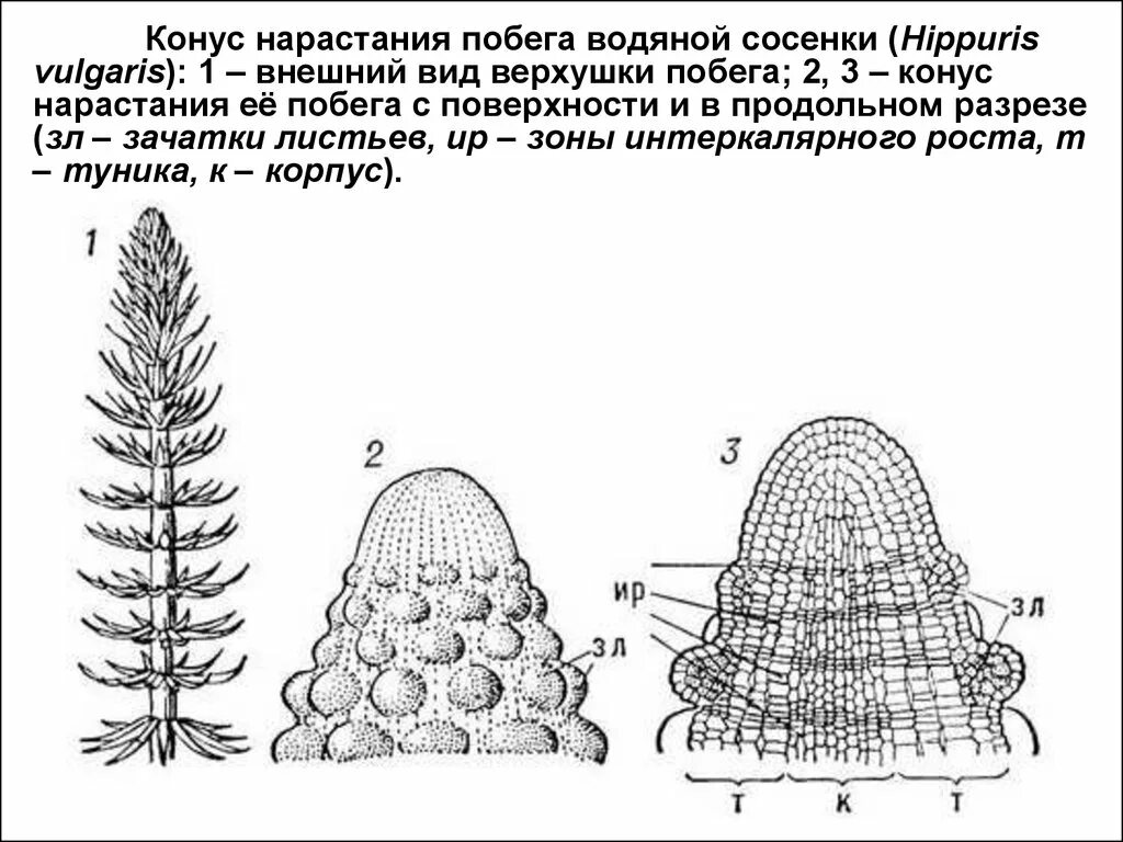 Конус нарастания состоит из. Образовательная ткань конус нарастания. образовательная ткань конус нарастания стебля. образовательные ткани конус нарастания побега. конус нарастания побега меристему.