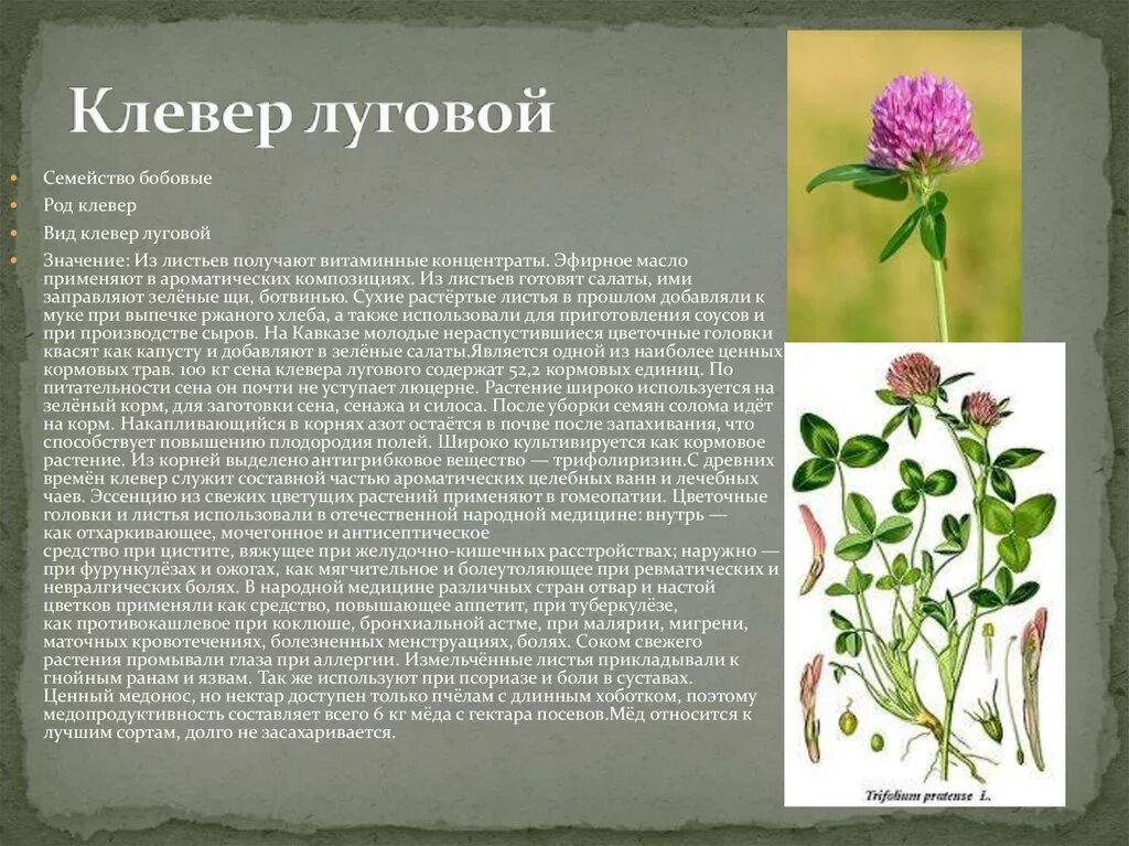 Черты различия клевера ползучего и клевера. Клевер Луговой (Trifolium pratense). Побег клевера Лугового. Клевер Луговой биология 6 класс. Клевер Луговой лекарственные свойства растения.