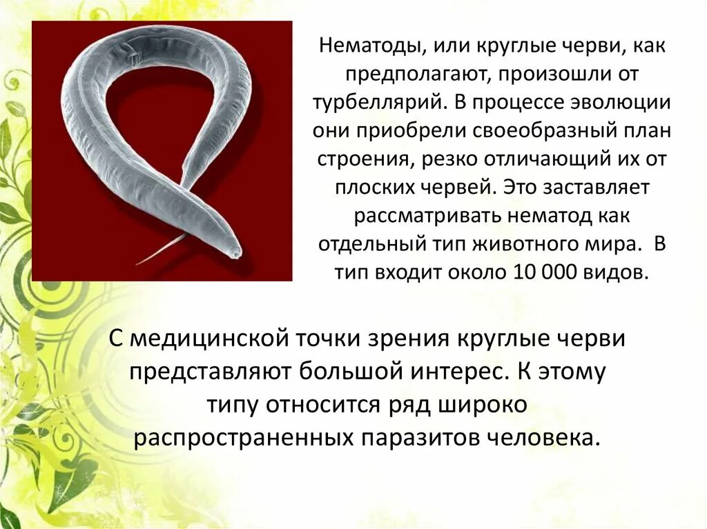 Гипоплазия червя. Тип круглые черви черви 7 класс биология. Паразитические черви Тип круглые черви биология 7 класс. Биология 7 класс тема круглые черви. Сообщение по биологии 7 класс Тип круглые черви.