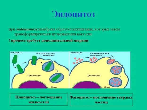 Фагоцитоз пиноцитоз эндоцитоз экзоцитоз ЕГЭ. Эндоцитоз мембраны клетки. Плазматическая мембрана эндоцитоз. Экзоцитоз и эндоцитоз плазматическую мембрану.