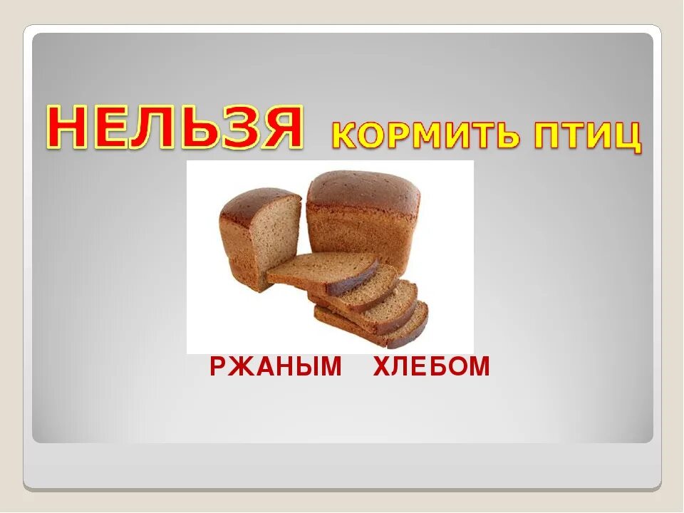 Можно кормить птиц белым хлебом зимой. Нельзя кормить птиц хлебом. какой хлеб нельзя давать птицам. хлебобулочные изделия нельзя. какой хлеб птицам.