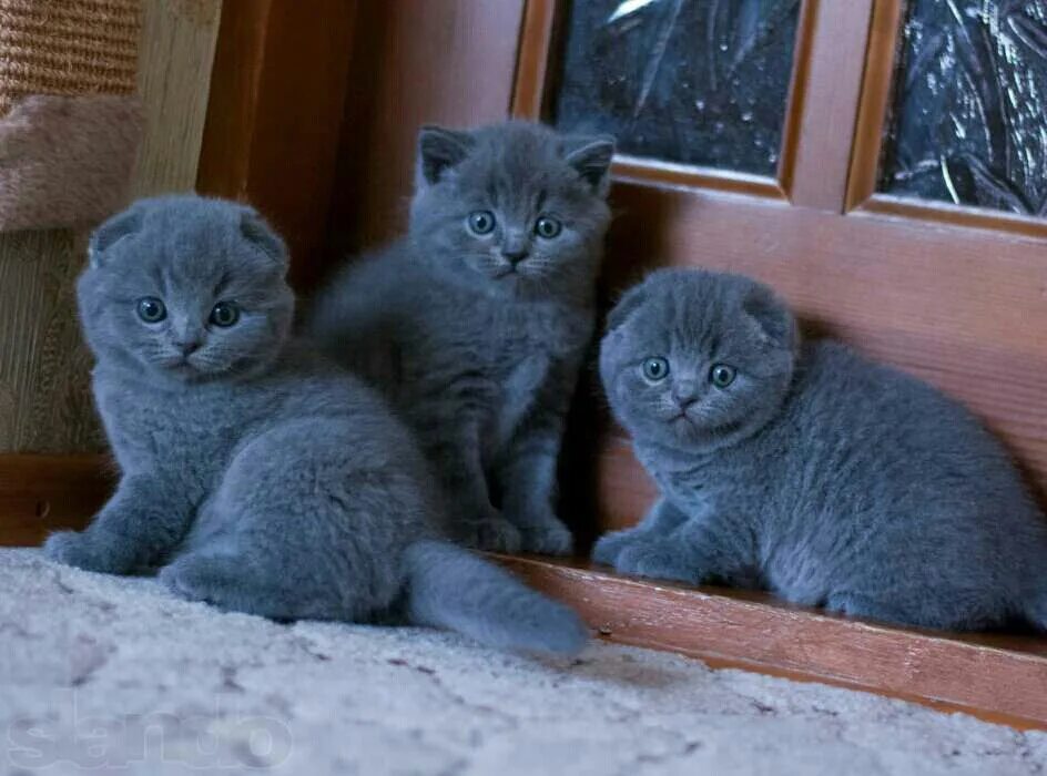 Шотландские котята вислоухие и прямоухие. Шотландские котята скоттиш. Шотландская вислоухая кошка голубая плюшевая. Шотландские вислоухие котята голубого окраса. Шотландская вислоухая кошка голубая.