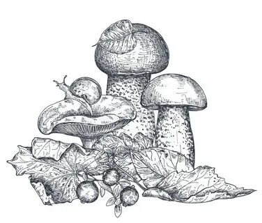 Рисуем осенние грибы