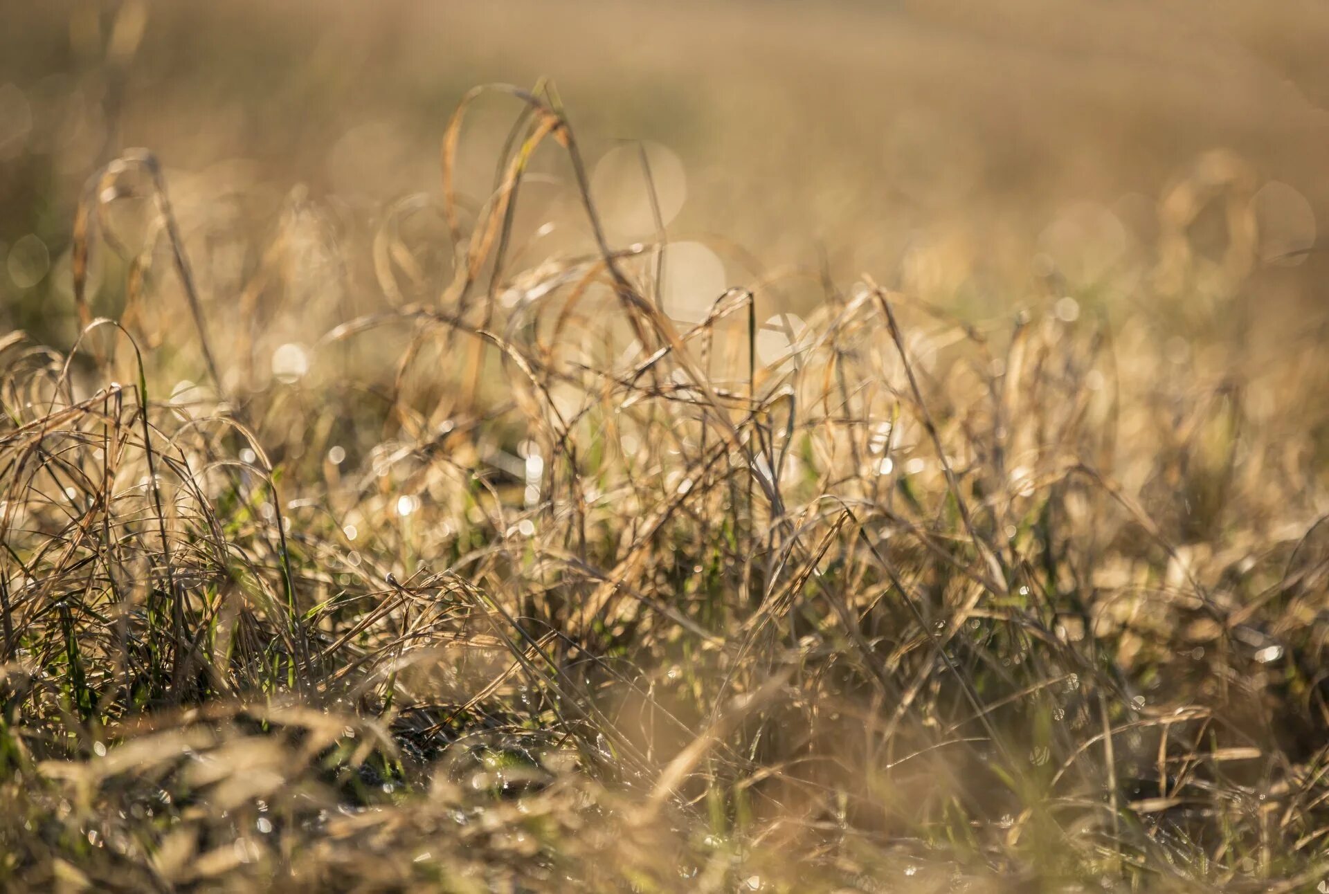 Сухая картинка. Сухая трава. Засохшая трава. Пожухлая трава. Осенняя трава.