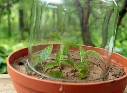 Укоренение жасмина черенками