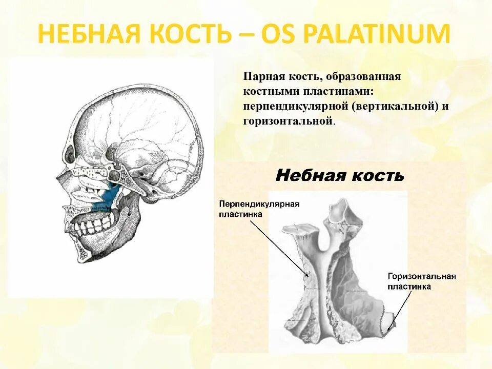 40. Коленный сустав.