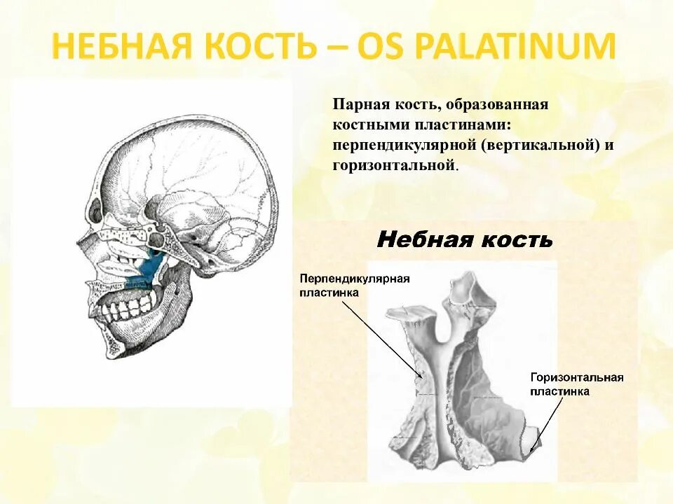 Скелет головы человека небная кость. Небная кость мед универ. Небная кость в черепе строение. Неьюбная ктсть. Парной костью являются