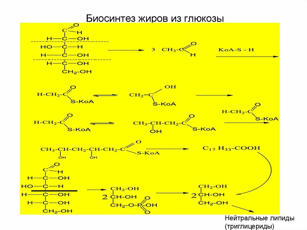 Жирные кислоты в печени. Синтез Глюкозы из глицерина биохимия. Синтез жирных кислот из Глюкозы. Синтез высших жирных кислот биохимия реакции. Синтез жира из углеводов схема.