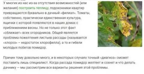Почему желтеют и сохнут листья у помидор