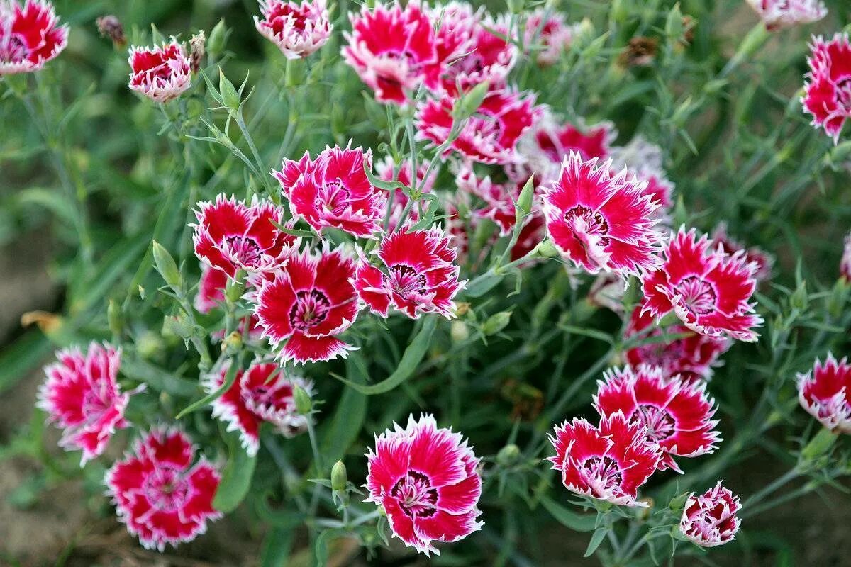 Гвоздика китайская когда сажать на рассаду. Dianthus chinensis гвоздика китайская. Гвоздика китайская (Dianthus chinensis) Diana. Гвоздика (Dianthus chinensis) Coronet. Китайская гвоздика однолетка.