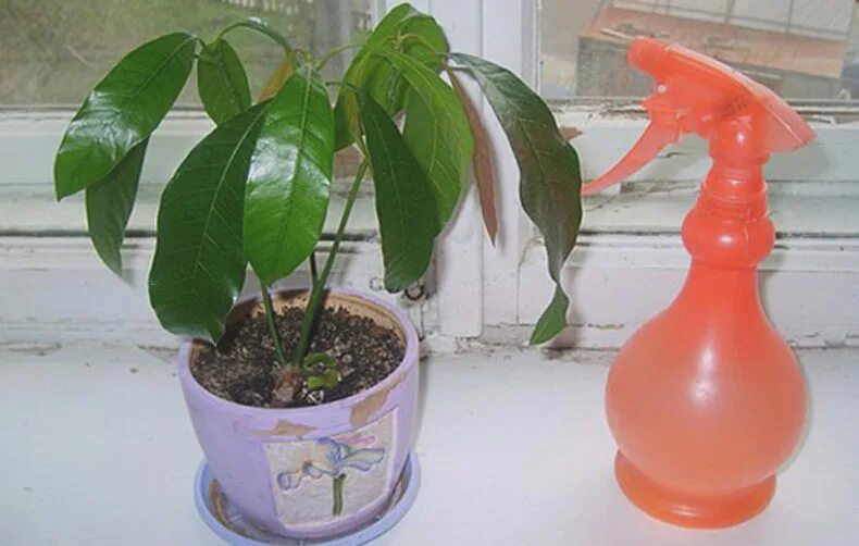 Как поливать манго. Прорастить манго. Косточка манго с ростком. Прорастить манго. Манго растение с плодами.