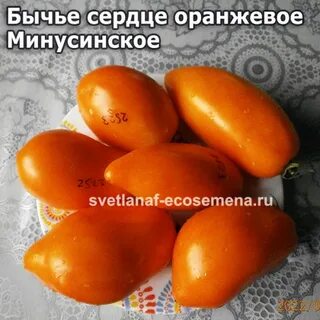 Томат минусинское бычье сердце характеристика и описание