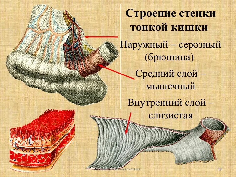 Строение стенки тонкой кишки анатомия. Структура стенки тонкой кишки. Строение стенки тонкого кишечника структура. Тонкий кишечник строение анатомия. Особенности слизистой оболочки кишечника