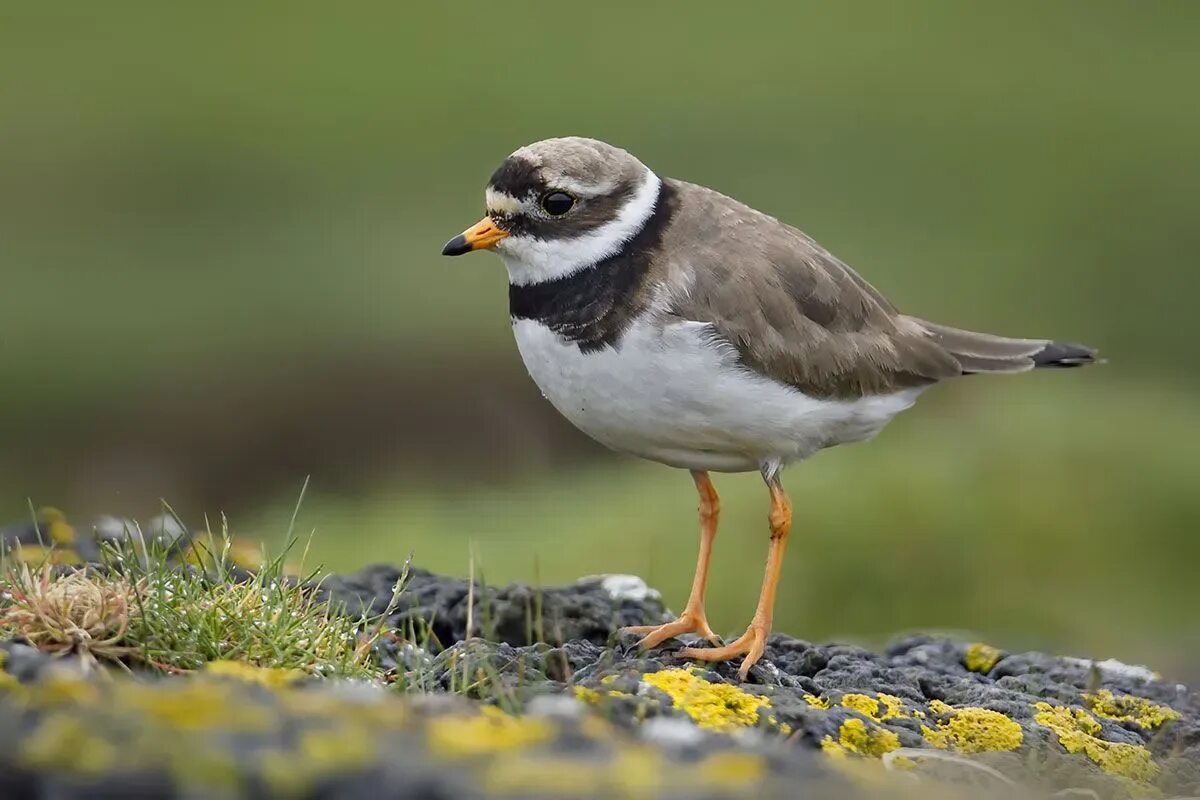 Галстучник птица фото. Галстучник. Галстучник. Зуек галстучник. Галстучник птица.