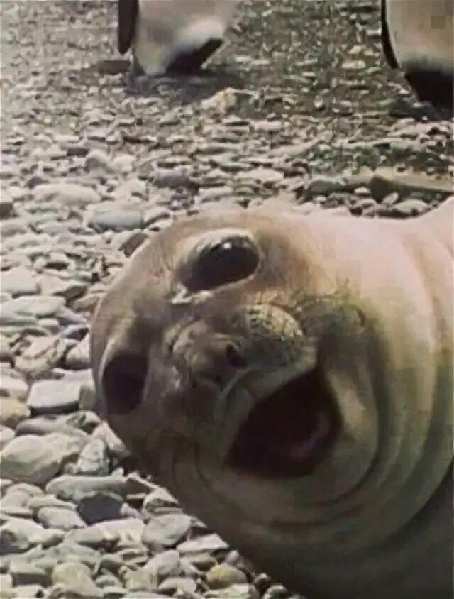 The little seal is laughing at us. Позитивный тюлень. Фото тюленя смешные на диване. Алиса посмотри покажи смешных Тюленьчик.
