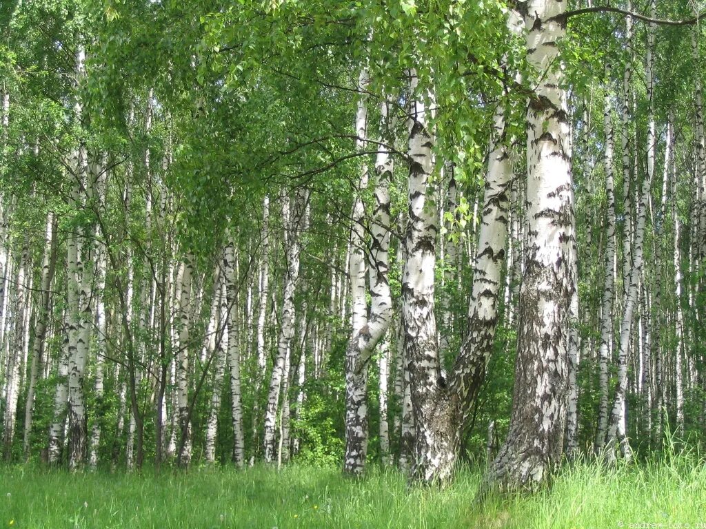 Березовая роща определение. Есенинская береза. Березовая Зеленодольск Березовая роща. Есенинская береза дерево. Русские березы.