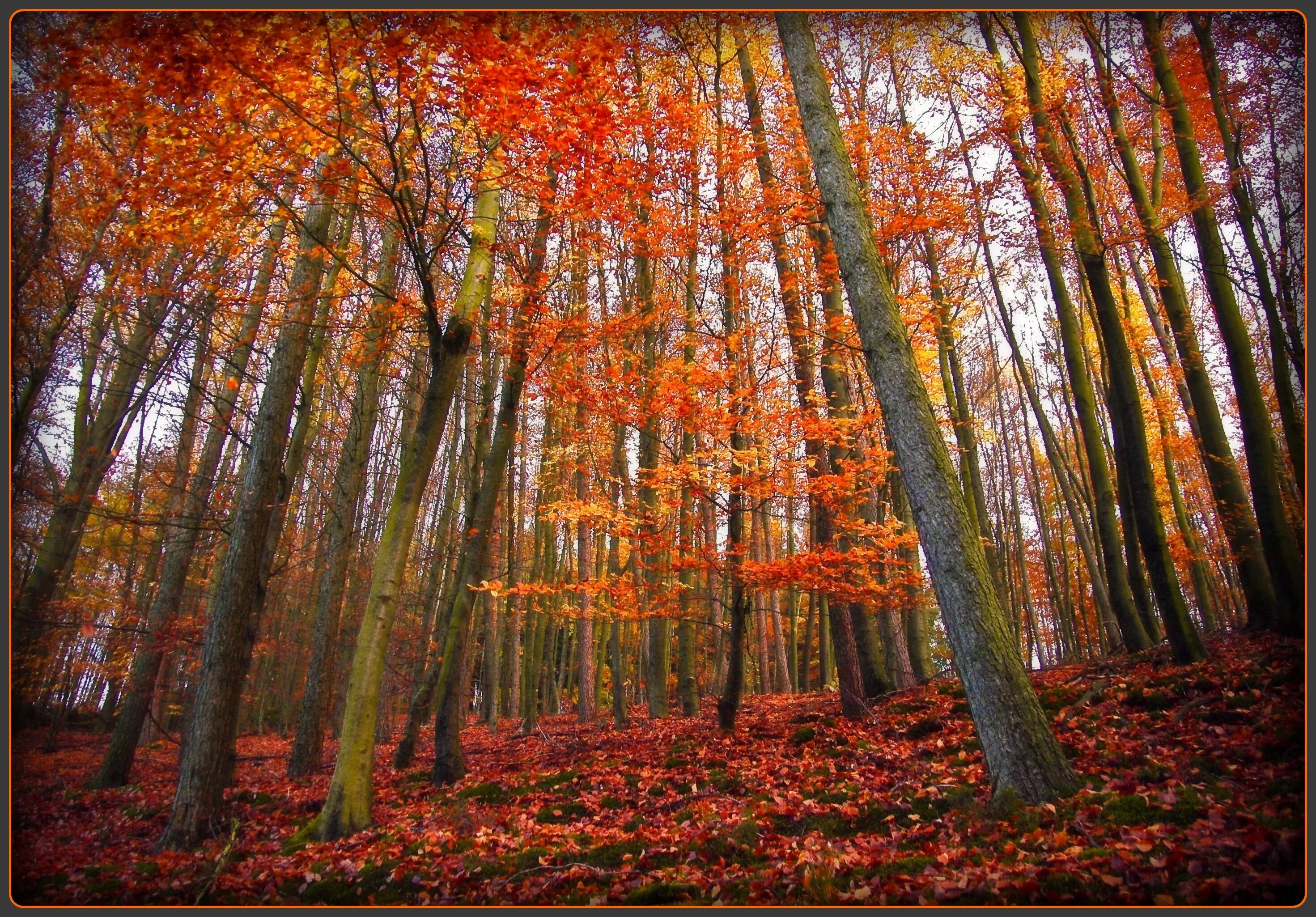 Может ли вас взволновать красота осеннего леса. Осенний лес местность. Картинки осень для профиля. Фото профиля осень. Осенний лес на обложку профиля.
