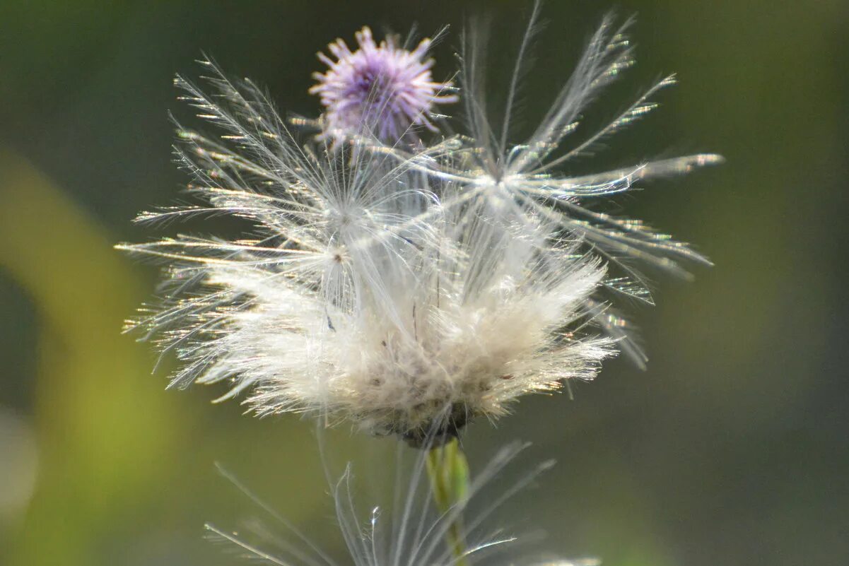 Пушинка. Пушинка фото. Пушинка. Одуванчик. Одуванчик макросъемка.